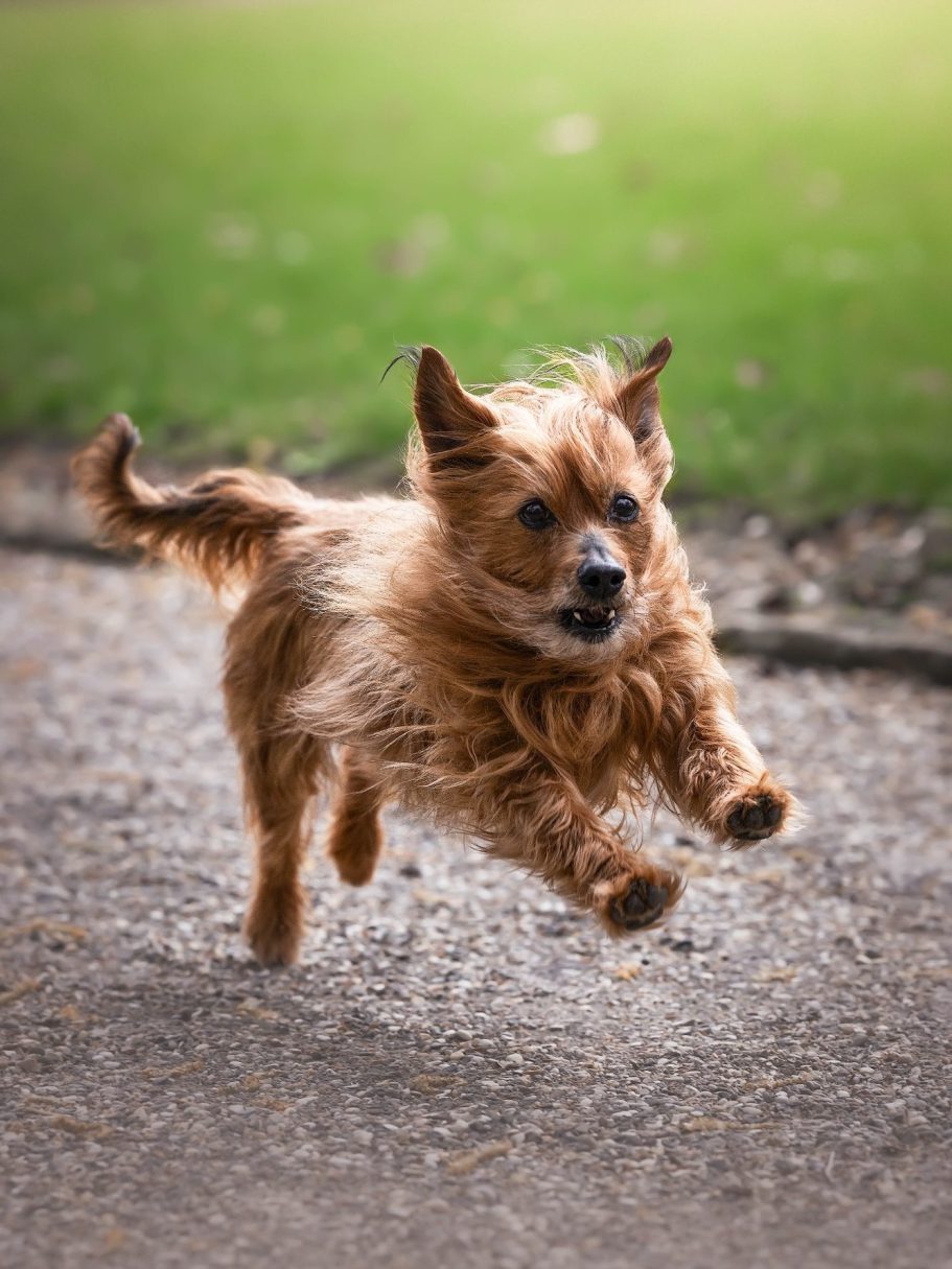 Ein kleiner, brauner Hund springt fröhlich über einen Weg.
