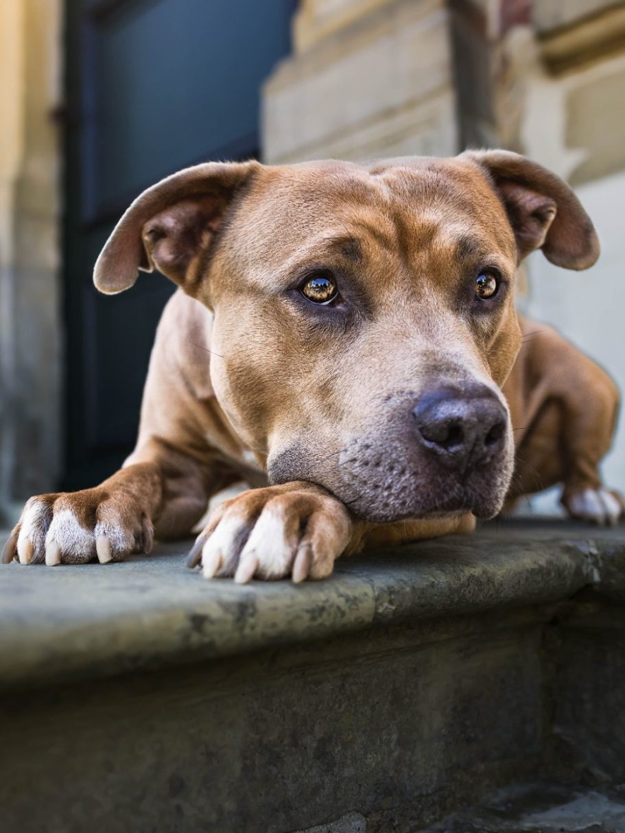 Nahaufnahme eines Rottweilers mit aufmerksamem und sanftem Ausdruck.