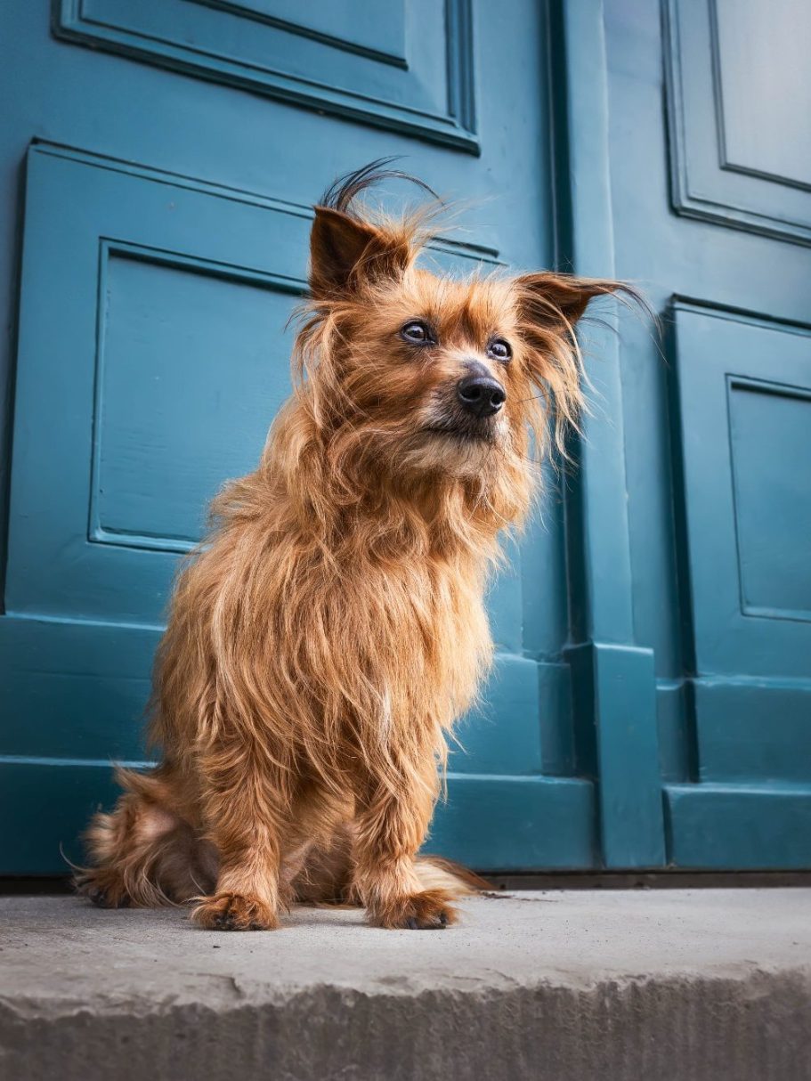Hundefoto eines langhaarigen Hundes vor einer blauen Tür.
