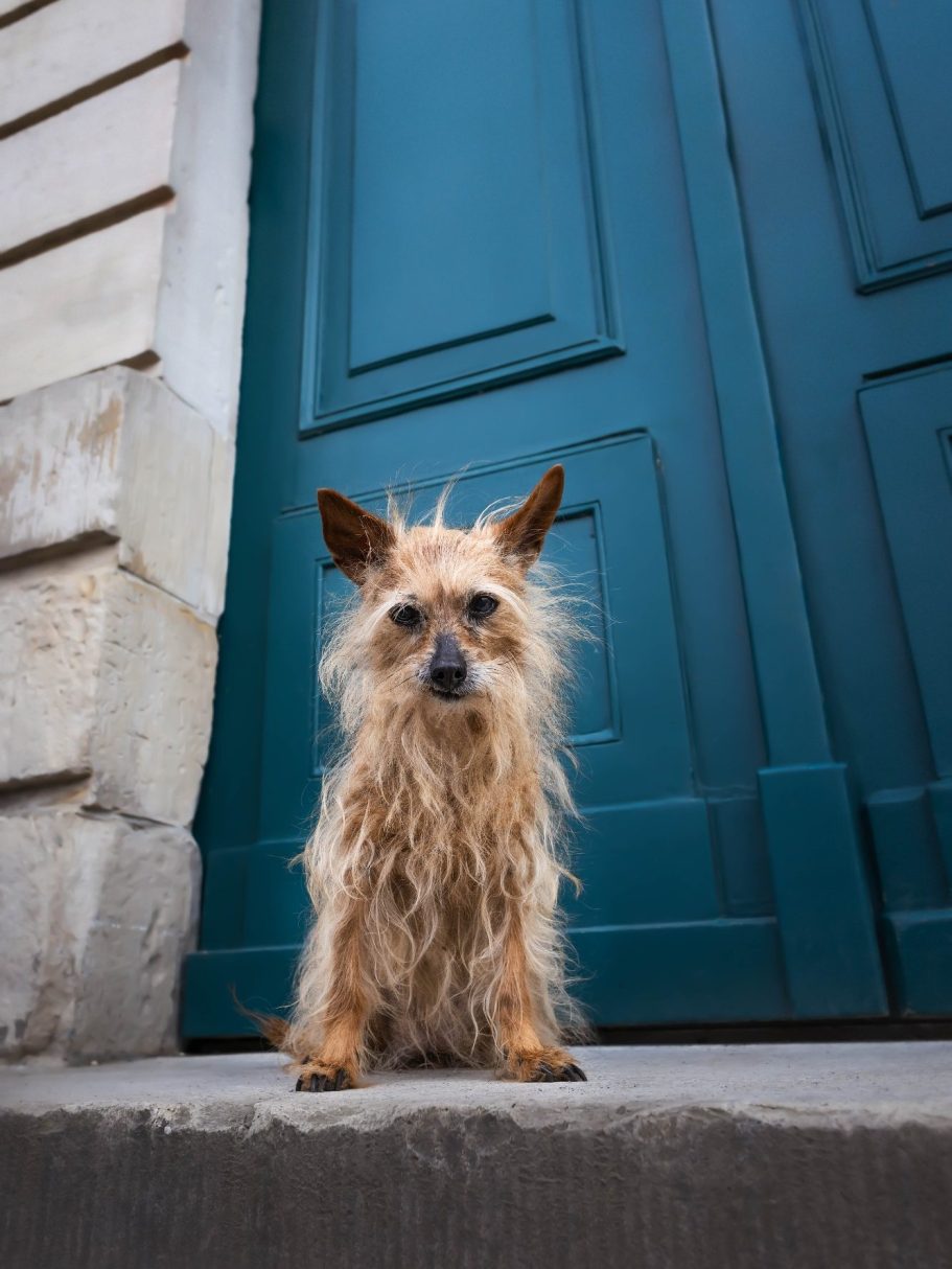 Kleiner, zotteliger Hund sitzt vor einer blauen Tür.