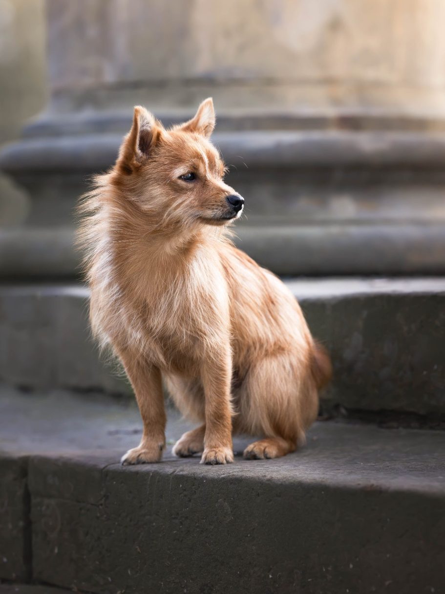 Ein kleiner, brauner Hund sitzt auf einer Treppe und blickt nachdenklich zur Seite.