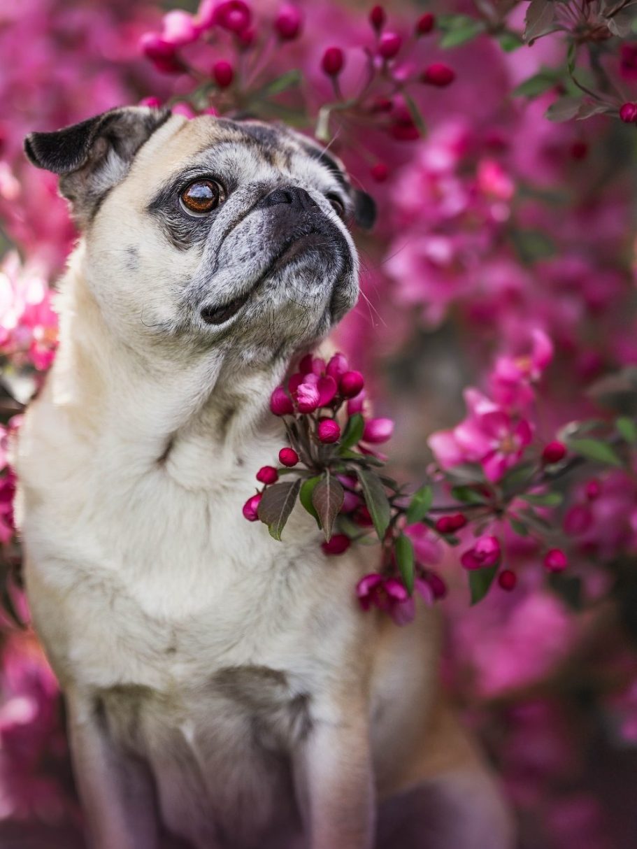 Ein brauner Mops sitzt vor bunten rosa Blumen.