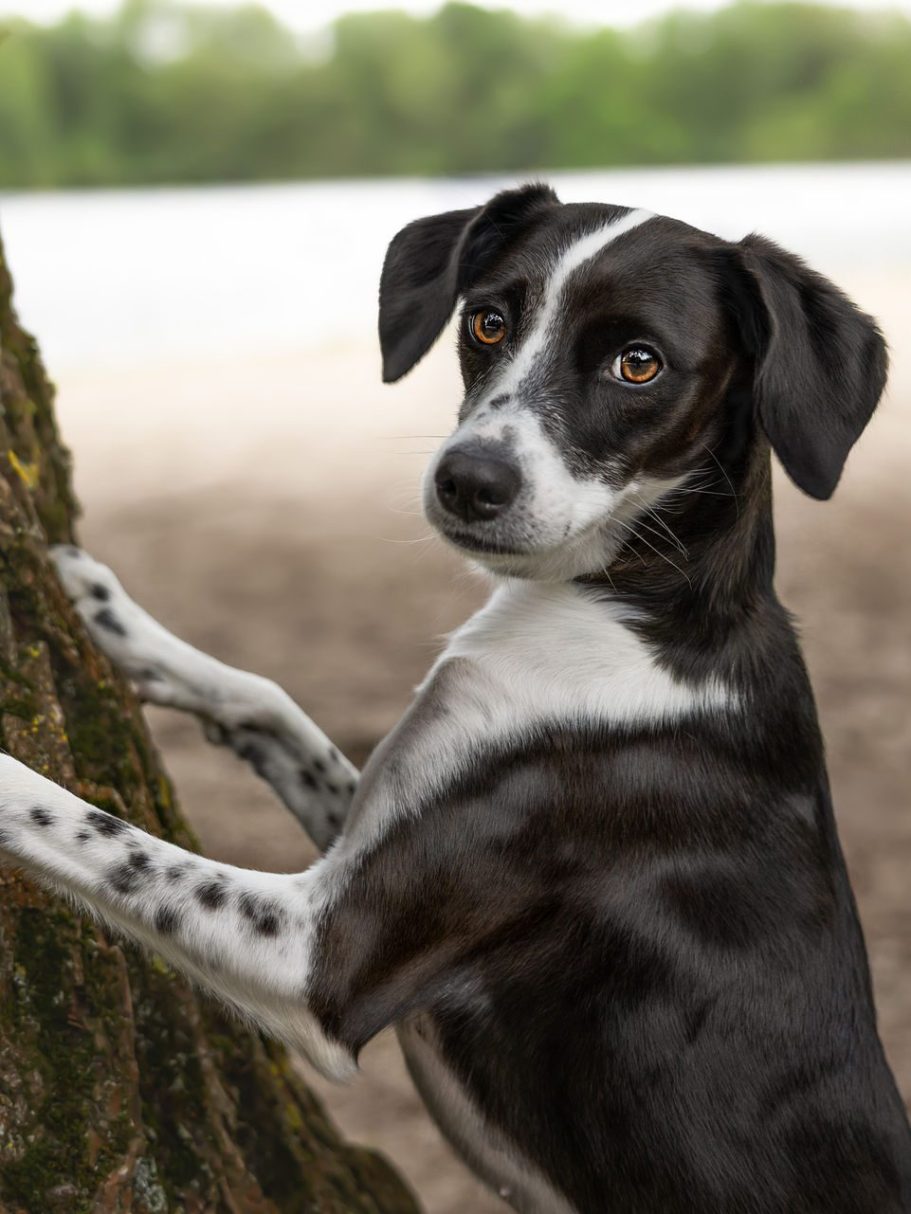 Nahaufnahme eines Rottweilers mit aufmerksamem und sanftem Ausdruck.