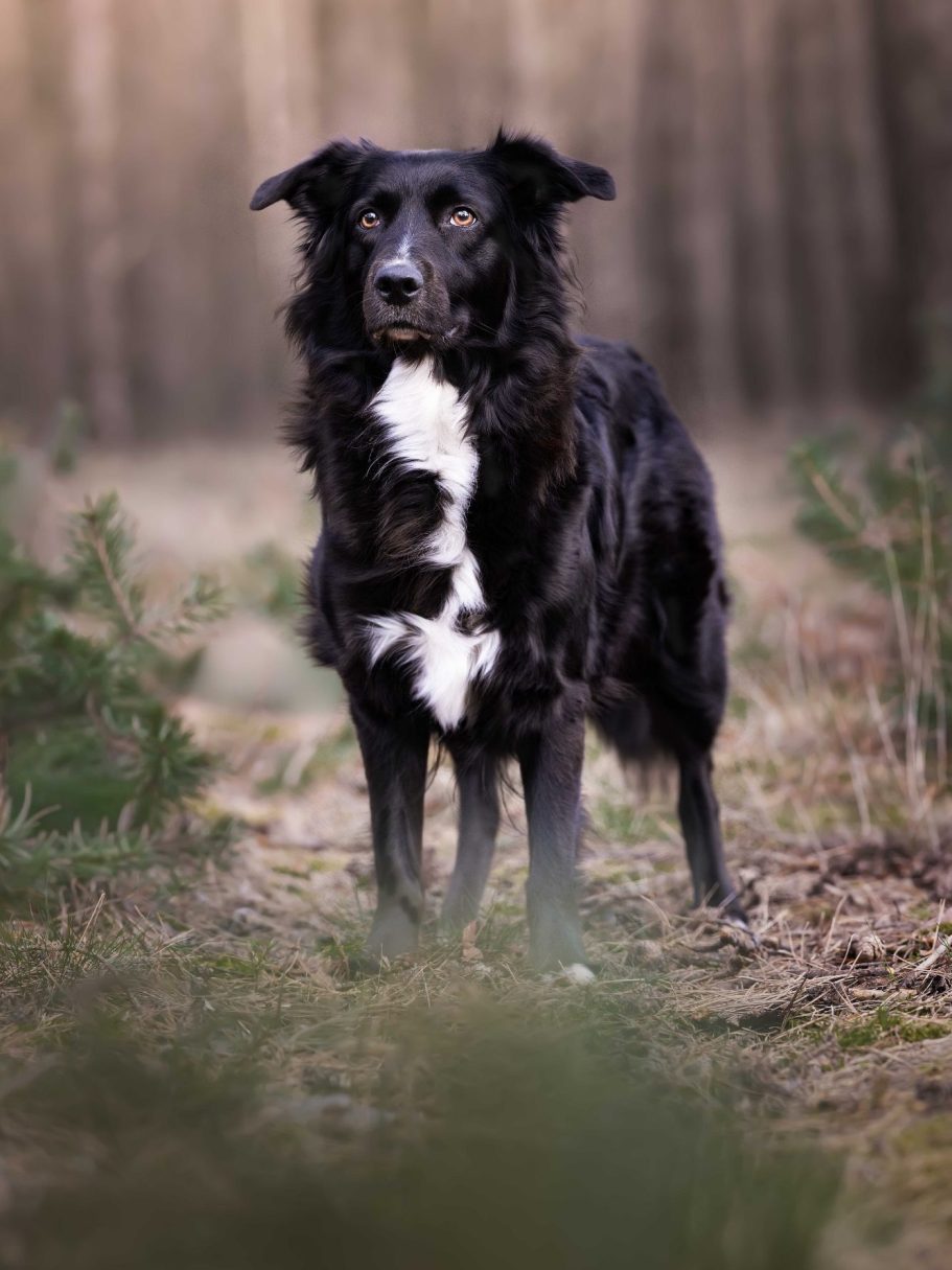 Schwarzer Hund mit weißer Brustflecken steht in einem Waldgebiet.