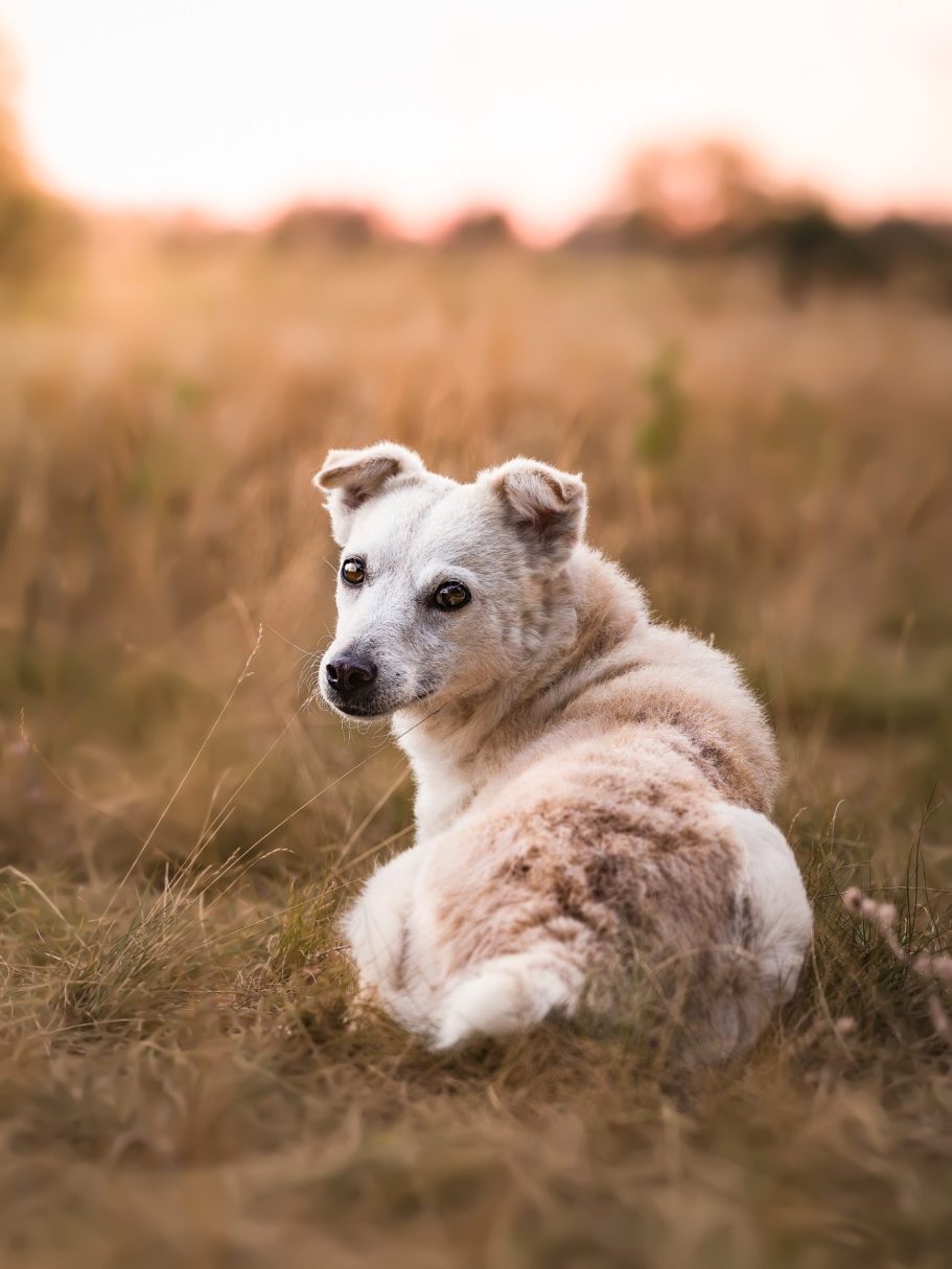 Schwarzer Hund zwischen weißen Blumen, mit fröhlichem Gesichtsausdruck.