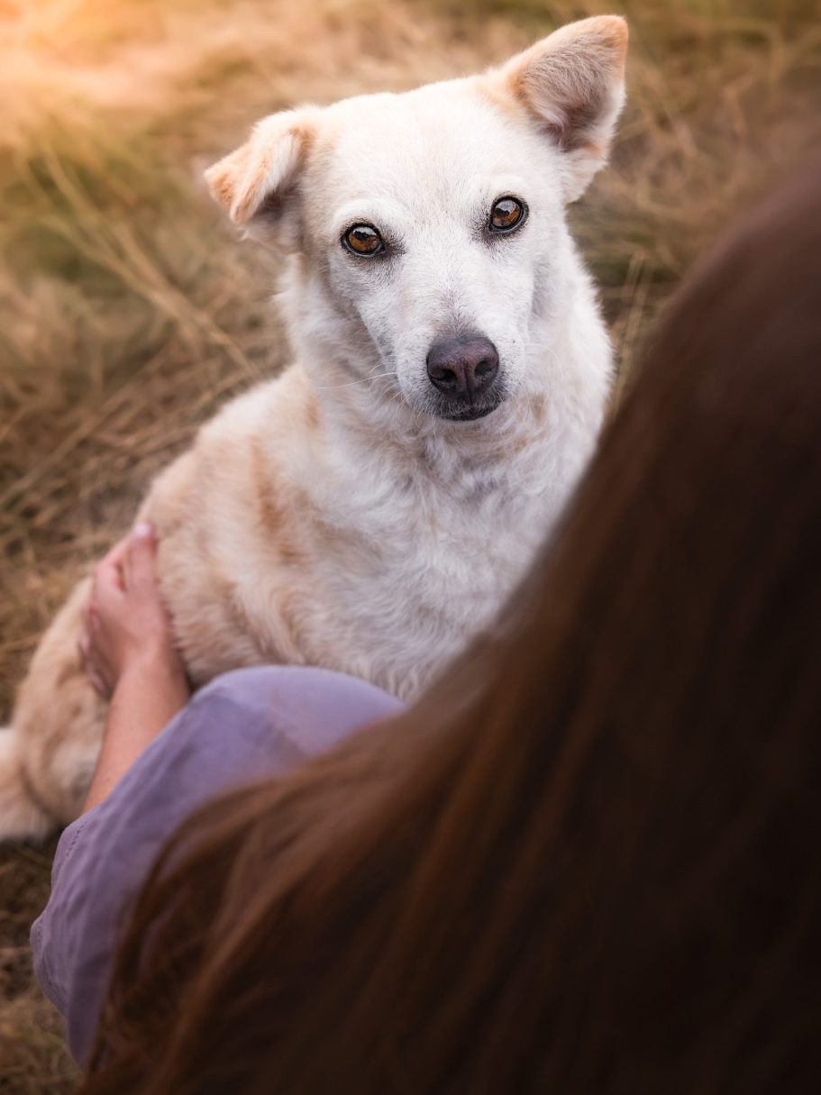 Schwarzer Hund zwischen weißen Blumen, mit fröhlichem Gesichtsausdruck.