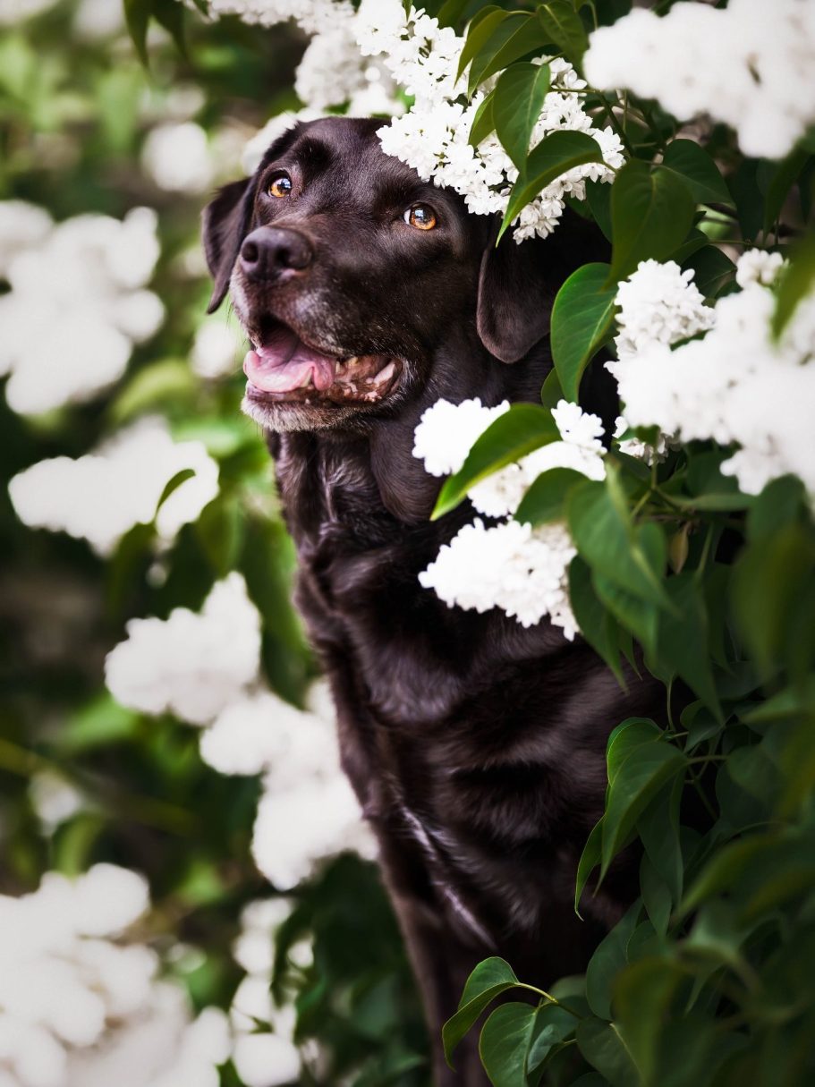 Schwarzer Hund zwischen weißen Blumen, mit fröhlichem Gesichtsausdruck.