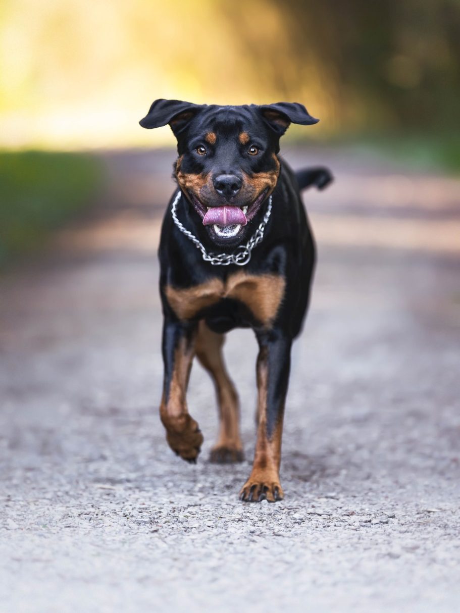 Brauner, flauschiger Hund sitzt seitlich auf einer Stufe.