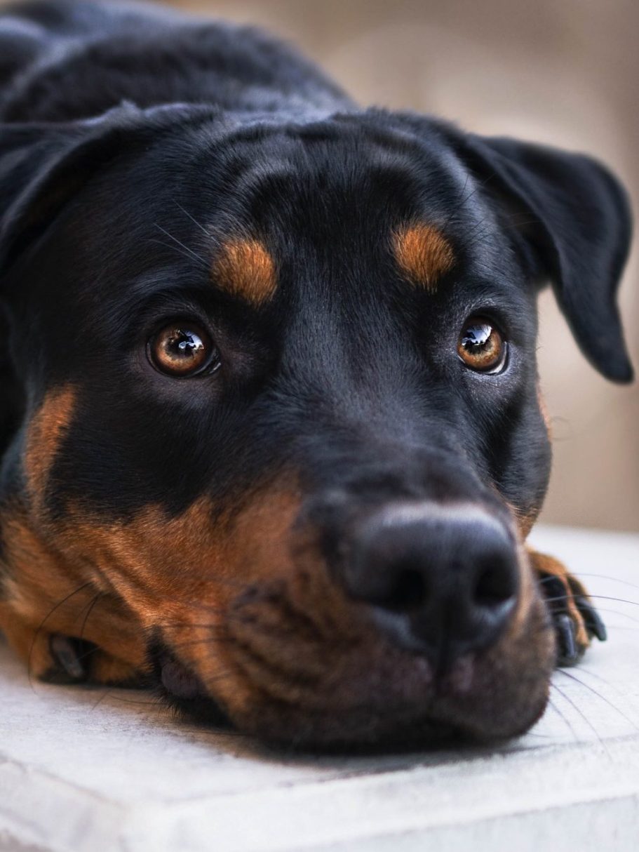 Nahaufnahme eines Rottweilers mit aufmerksamem und sanftem Ausdruck.